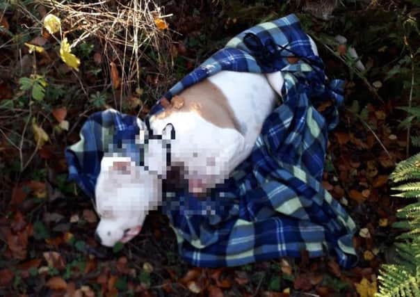 The dead dog was found with open knife wounds to its neck in a forested area near Bonnyrigg. Photo supplied by SSPCA.