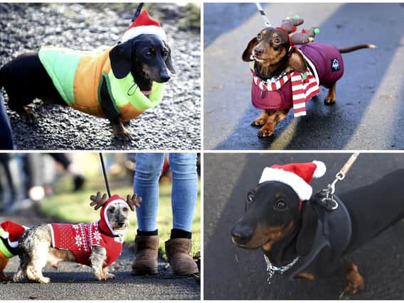 16 pictures which show the adorable Dachshund Christmas get-together in Inverleith Park