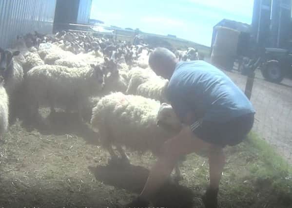 William Brown of Herbertshaw Farm was secretly filmed punching sheep.