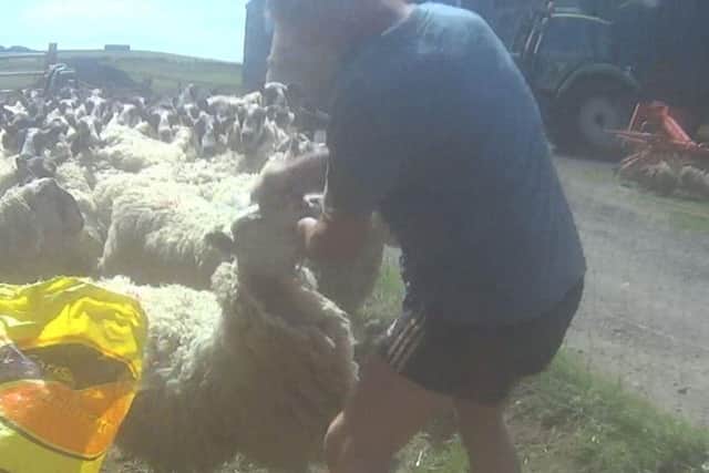 Video footage shows the man punching and kicking the sheep at a farm near Midlothian. Pic: PETA/ SSPCA