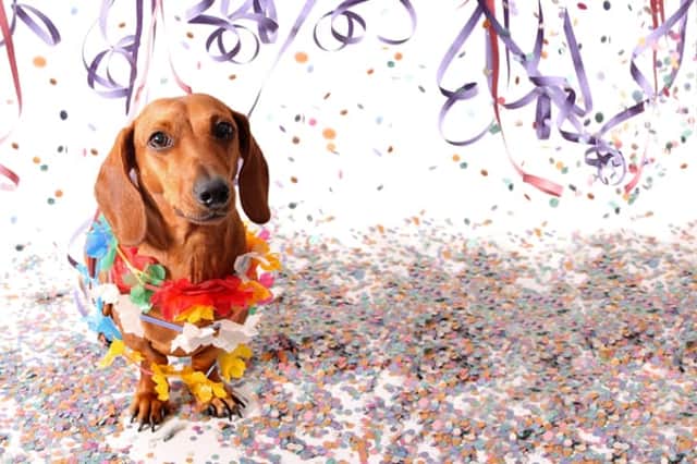 You should take the happiness and well-being of your pets into consideration when planning a New Year's Eve party (Photo: Shutterstock)