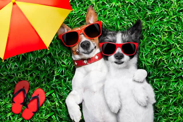 To help keep your pet feeling cool while you soak up the sun, the discount retailer's is selling cooling mats priced from £4.99. (Credit: Shutterstock)